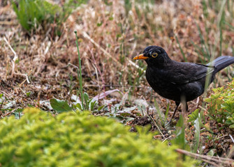 A Blackbird in the grass