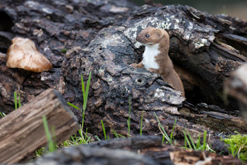 Weasel, Mustela nivalis, close up portrait while posing on the ground amongst logs, grass and moss during autumn/winter in November. - 301735216