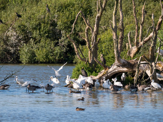 Spoonbills, geese and ducks in Westerplas lake on Schiermonnikoog island, Netherlands