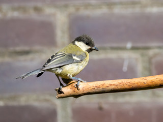 Great tit, Parus major, young perched on bare branch in garden, Netherlands