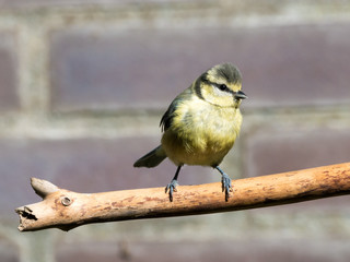 Blue tit, Cyanistes caeruleus, young perched on bare branch in garden, Netherlands