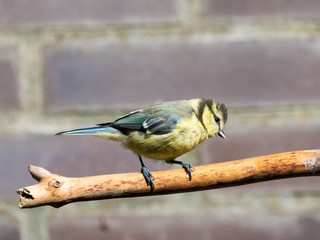 Blue tit, Cyanistes caeruleus, young perched on bare branch in garden, Netherlands
