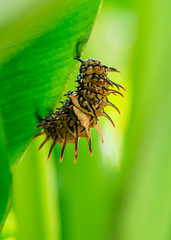 Close up picture of wildlife insect caterpillar golden birdwing hanging on leaf