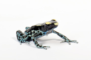 Färberfrosch (Dendrobates tinctorius) Graubeiner - Dyeing dart frog