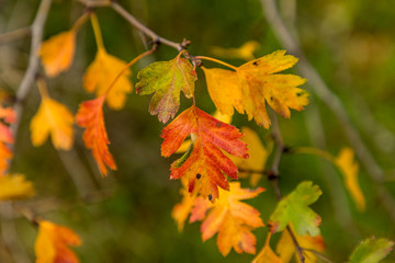 leaves on the tree branch with the colors of autumn in Madrid