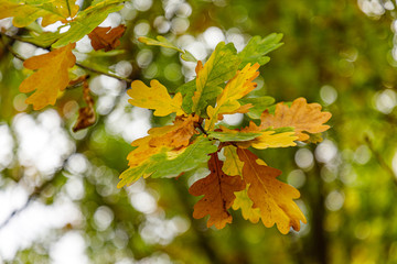 Fototapeta na wymiar Oak leaves with fall colors in Madrid