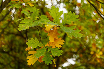 Oak leaves with fall colors in Madrid