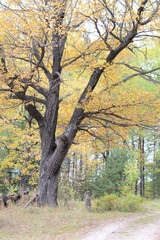 Autumn landscape with trees