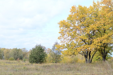 Autumn landscape with trees