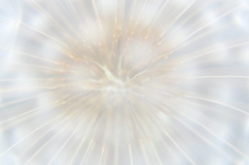 Dandelion macro foto