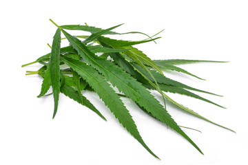 Marijuana plant isolated on white background