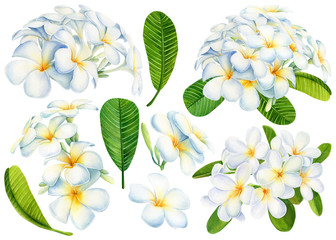 set of exotic flowers, plumeria on an isolated white background, watercolor illustrations, tropical  plants