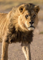 A male Kalahari black maned Lion portrait. Kalahari