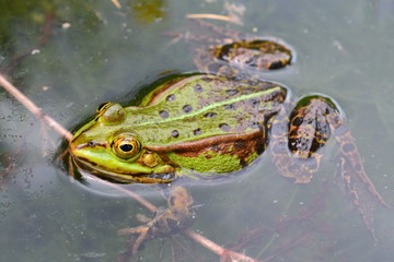 Frog in the Pond