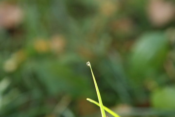 grass with dew drops