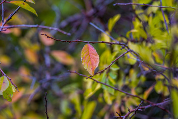 golden colored autumn leaves in nature