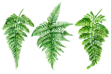 Set of watercolor fern on an isolated white background, botanical illustration, green  leaves.