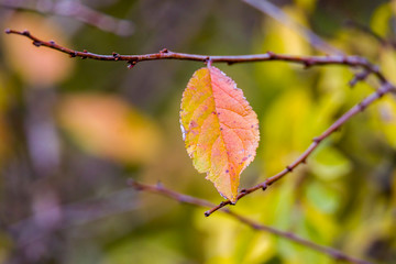 golden colored autumn leaves in nature
