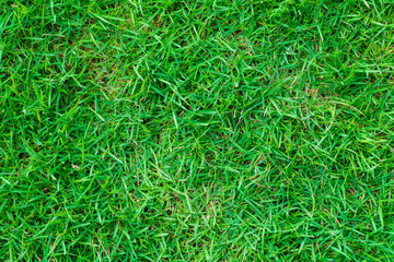 Green grass background nature texture