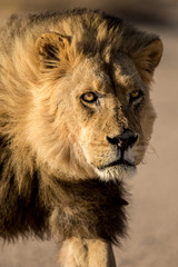 A male Kalahari black maned Lion portrait. Kalahari