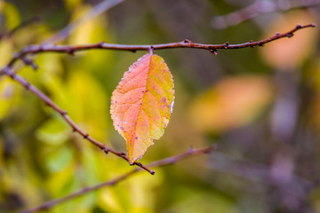 golden colored autumn leaves in nature