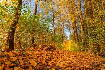 Path in autumn forest nature landscape on a sunny day