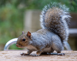 Grey Squirrel