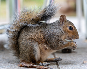 squirrel eating nut