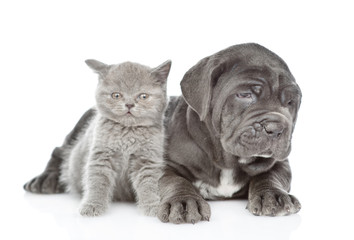 Portrait of a mastiff puppy dog with tiny kitten. isolated on white background