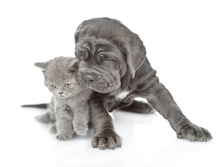 Mastiff puppy and tiny kitten looks down on empty space together. isolated on white background