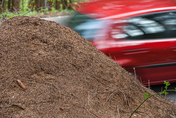 Zerschneidung von Lebensraum durch Straßen, Habitattrennung durch Straßenbau, Auto fährt mitten durch Waldgebiet, Insektensterben durch Straßenverkehr, Habitatfragmentierung durch Straße