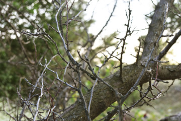 Pruned tree branches without green leaves. Close-up.