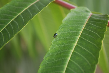 Bright blue green beetle flashing in the sun sits on a branch with green leaves. Closeup.