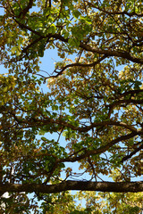 枯れ葉が目立つ木々の枝葉