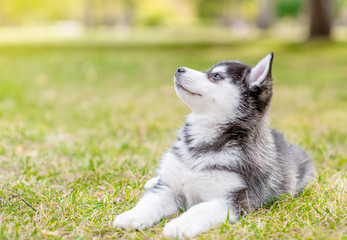 Siberian husky puppy lies on green summer gras and looks away and up. Empty space for text