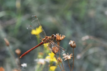 Dragonfly sitting on a dry flower in forest outdoor. Closeup.