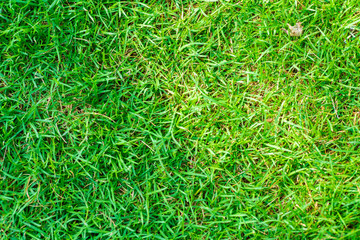 Green grass background nature texture