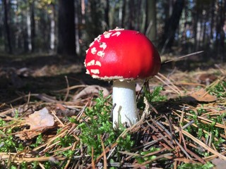 Muchomor 
