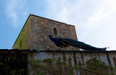 Fototapeta premium A royal peacock -called Curro- walking through the top of a medieval wall in Cáceres, Extremadura, Spain.