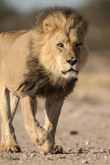 A male Kalahari black maned Lion portrait. Kalahari