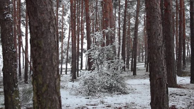  Nevando en bosque de pinos con nieve cayendo de las copas de los &aacute;rboles
