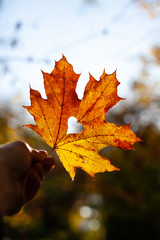 Herbstblatt mit Herz Herzblatt Autumn Liebe  Ahornblatt 