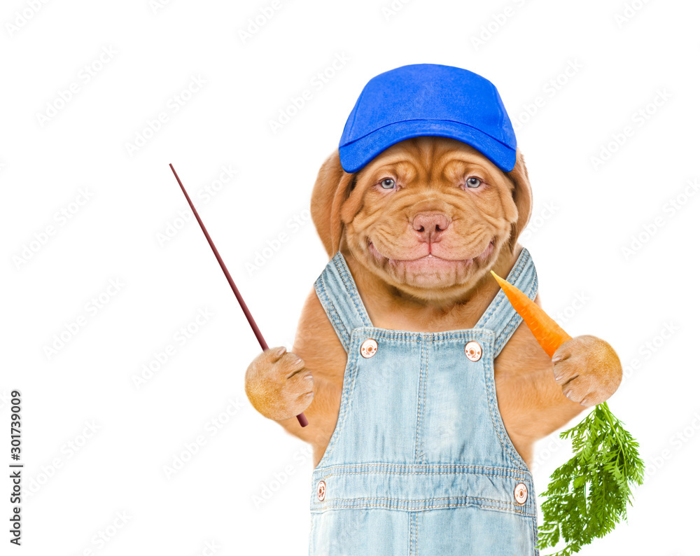 Poster Smiling puppy farmer wearing a blue cap and overalls eats carrot and points away on empty space. isolated on white background