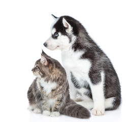 Fototapeta premium Siberian Husky puppy and scottish kitten sit together and look away on empty space. isolated on white background