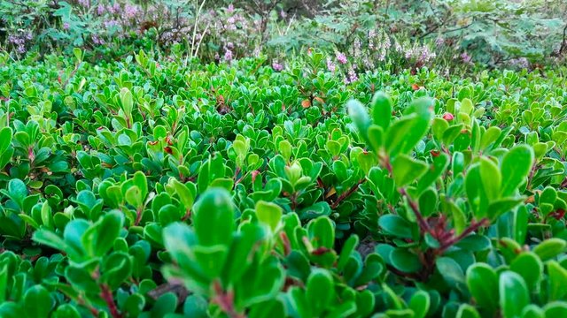 Planta de Gayuba Uva Ursi, al natural, con sus hojas verdes, en verano