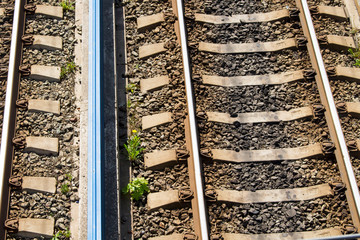 Dandelion survives on railway tracks