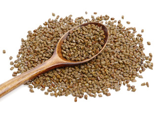 Cassia tora , Sicklepod on white background