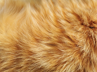Ginger cat fur texture background.