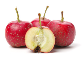 Hawthorn on a white background