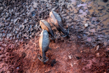 Asian Water Buffalo (Bubalus Bubalis)  at Talay Noi in Phattalung, Thailand